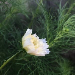 Meet your Posher, Lindsey